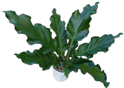 Plowmanii